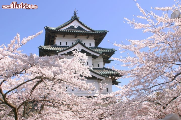 Immagine Il Castello di Hirosaki fotofrafato durante la Festa dei Ciliegi. Il festival della fiuritura dei ciliegi è un momento atteso della primavera, quando tutto il Parco di Hirosaki si tingie di bianco e tinte rose, diventando un vero paradiso per tutti i fotografi. Il grande castello di Hirosaki era ancora più imponente di oggi, ma la grande torre fu distrutta da un incendio. Fu eretto durante il Periodo Edo - © JayTurbo / Shutterstock.com