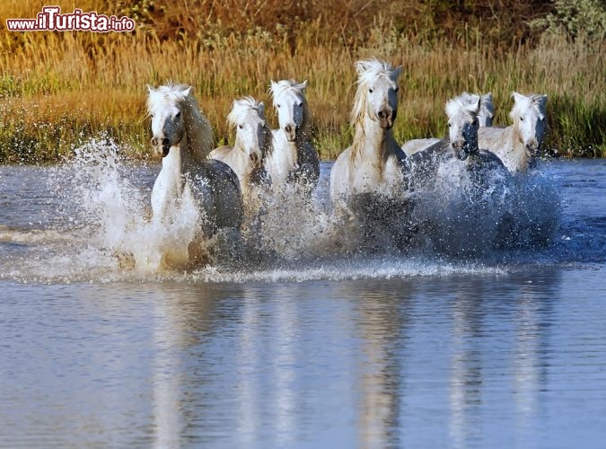 Immagine Cavalli bianchi della Camargue Parco regionale del sud della Francia - © Jeanne Provost
/ Shutterstock.com