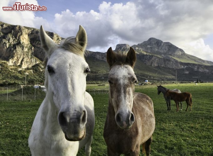 Immagine Cavalli nelle campagne di San Vito lo Capo, Sicilia - © Angelo Giampiccolo / Shutterstock.com