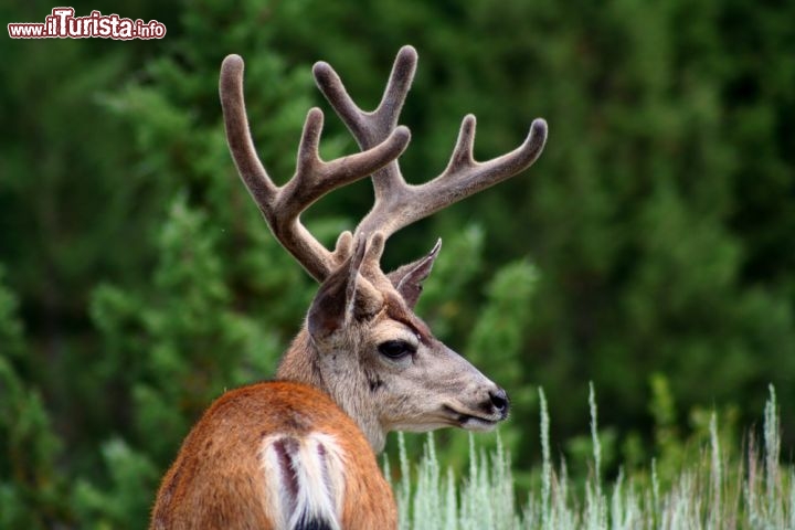 Immagine Un cervo nel Parco Nazionale Sequoia, in California (USA) - © ksb / Shutterstock.com