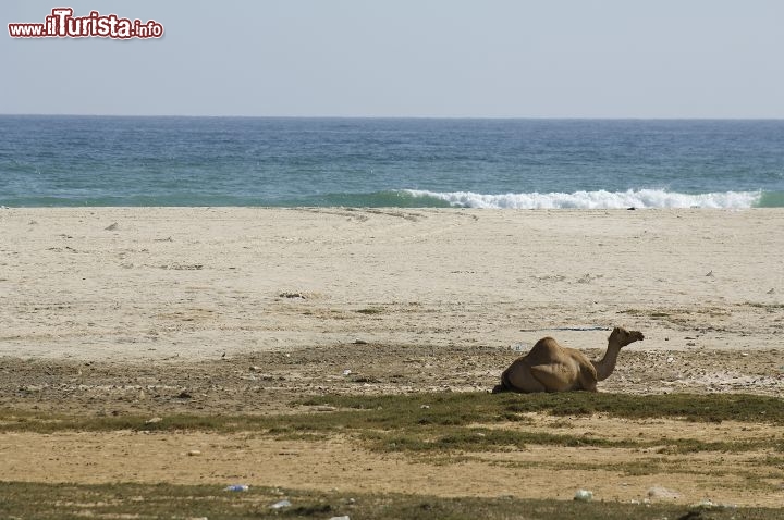 Immagine In Oman il deserto arriva a toccare il mare, ecco un cammello sulla spiaggia - Copyright Ufficio del Turismo del Sultanato dell'Oman