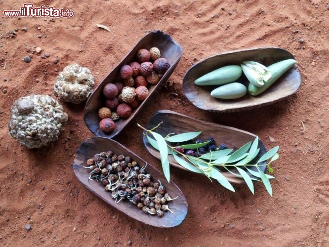 Immagine Il Cibo del deserto australiano - Viene spiegato dagli Aborigeni ai turisti nel Desert Park ad Alice Springs, Northen Territory