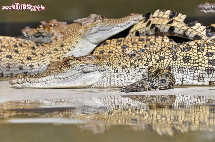 Immagine Coccodrilli a Darwin, Northern Territory, Australia