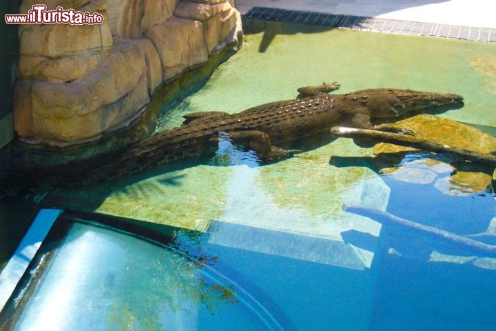 Immagine Coccodrillo marino parco Crocosaurus Cove Darwin