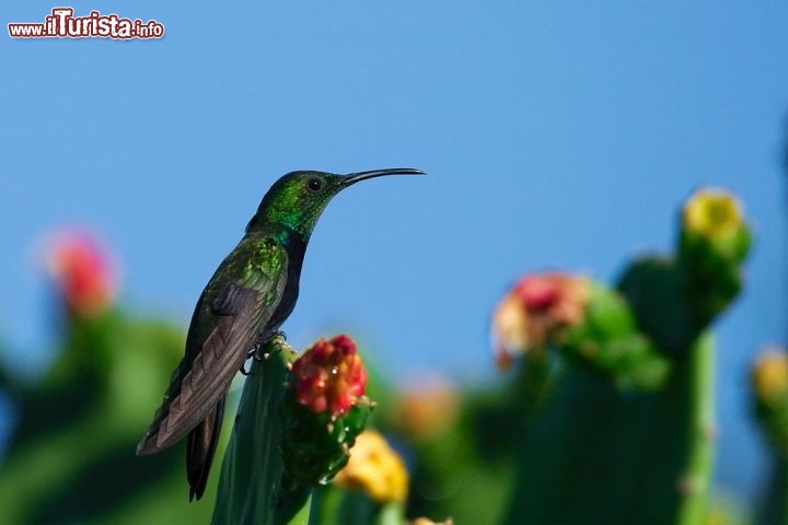 Immagine Un Colibri della Repubblica Domnicana, in un resort di Punta Cana. Questi minuscoli uccelli posseggono un praticolare volo, con una altissima frequenza do battito d'ali. Si nutrono del nettare dei fiori, che succhiano con facilità grazie al lungo becco ricurvo. Sono tra gli obiettivi principali degli appassionati di Birdwatching ai caraibi - © piotreknik / Shutterstock.com