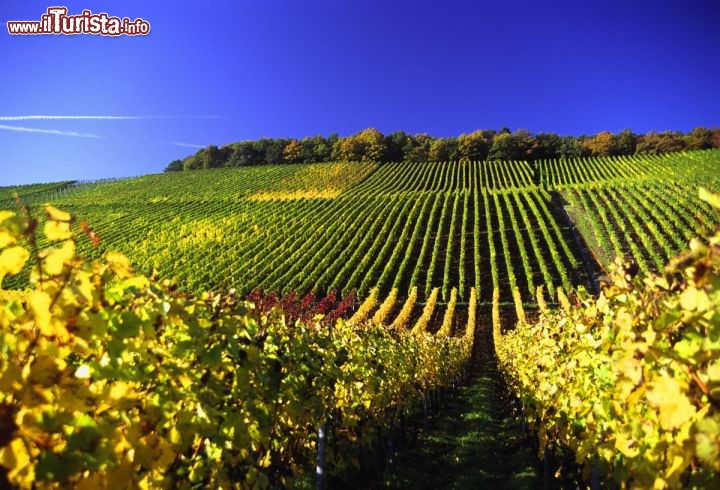 Immagine Colline con vigneti in Baviera, il land più meridionale della Germania