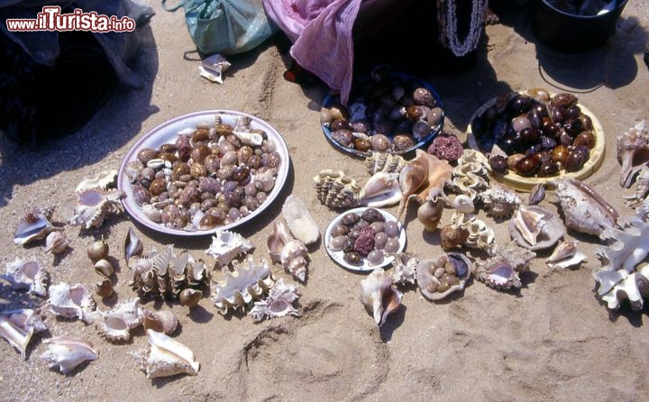 Immagine Conchiglie isole Dahlak Eritrea - Foto di Giulio Badini