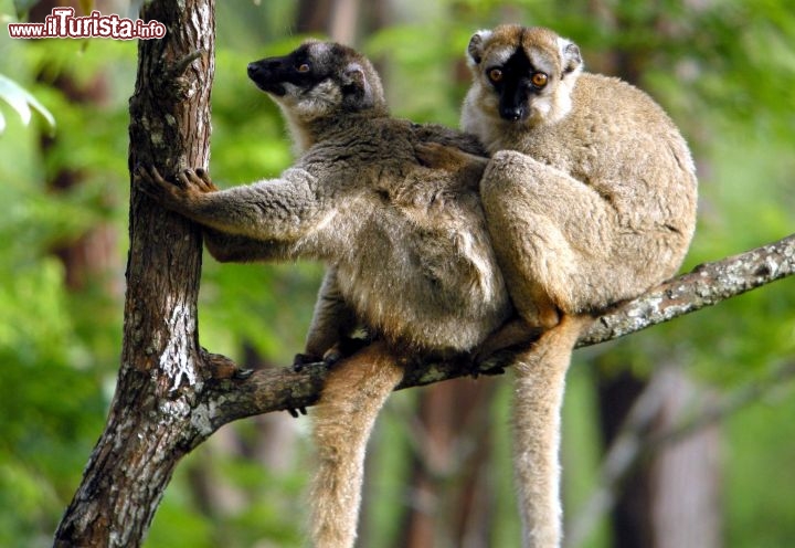 Immagine Coppia di lemuri Madagascar - Foto di Giulio Badini