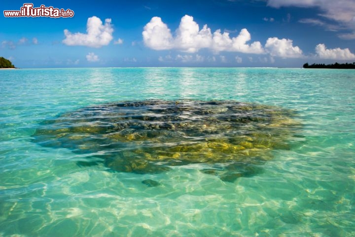 Immagine Intorno all'isola di Maupiti, nella Polinesia Francese, sotto il pelo dell'acqua si intravvedono i banchi corallini del reef. Lo scenario è ideale per lo snorkeling, ma l'acqua del Pacifico è così trasparente che le meraviglie dei fondali si vedono anche a occhio nudo, semplicemente camminando nell'acqua, scivolando in superficie con una barchetta o facendo una bella nuotata - © Piotr Gatlik / Shutterstock.com