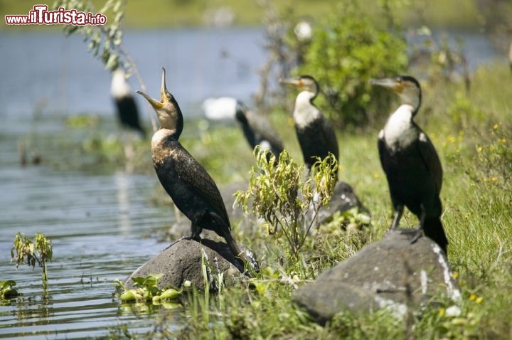 Immagine Cormorani sul lago di Naivasha. Anche la Rift Valley della sezione del Kenya presenta numerosi laghi ed abbonda di spiece avicole oltre che tantissimi animali della terraferma, come mammiferi e rettili - © spirit of america / Shutterstock.com