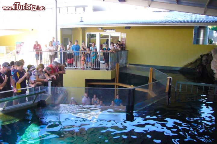 Immagine Crocosaurus Cove a Darwin Australia