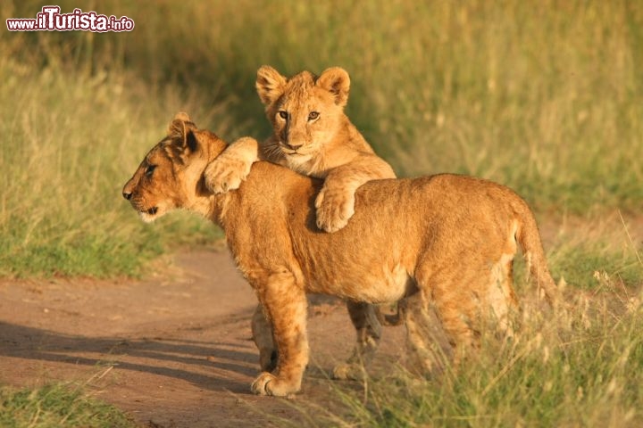 Immagine Una leonessa con un cucciolo al Parco Nazionale del Serengeti, Tanzania: apparentemente non hanno nulla di minaccioso e ispirano una grande emozione. Sensazioni ancora più forti vi attendono in questa grande riserva dell'Africa orientale, dove vivono leoni, rinoceronti, giraffe, zebre e gnu - © JacoBecker / Shutterstock.com