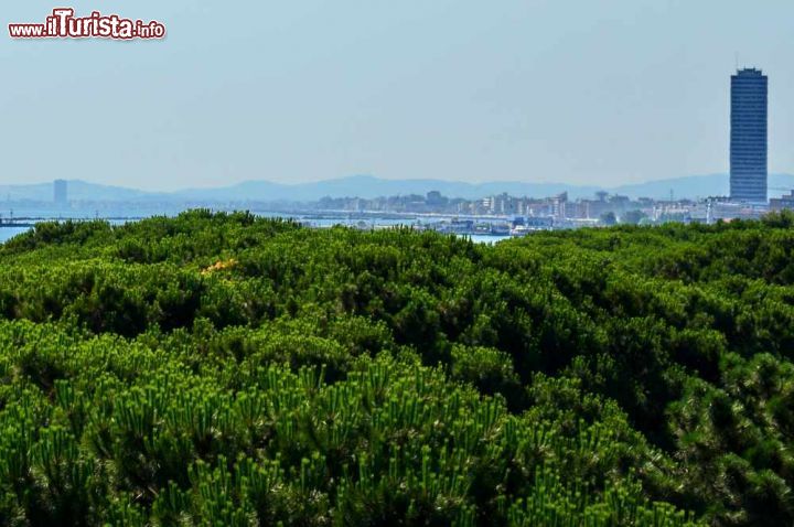 Immagine La visuale verso nord dalla terrazza panoramica dell'Hotel Antares di Pinarella sopra la pineta: Cesenatico e i lidi in direzione sud, fino all'Appennino riminese  - © Roberto Baldini / www.meteoromagna.com