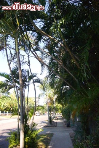 Immagine Darwin la lussereggiante vegetazione tropicale