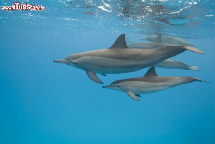 Immagine Delfini a Sataya, un famoso luogo di immersioni vicino a Berenice, nella Barriera Corallina del Mar Rosso in Egitto - © Anna segeren / Shutterstock.com