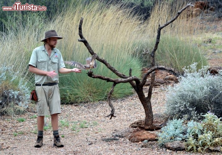 Immagine Il Desert Park di Alice Springs - La dimostrazione di un ranger sugli uccelli rapaci del Red Centre australiano