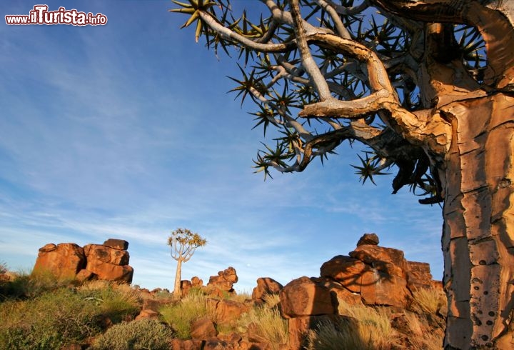 Immagine Deserto della Namibia con rocce e un albero di Aloe - © EcoPrint / Shutterstock.com