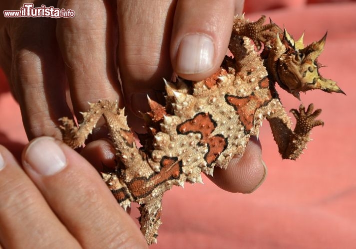 Immagine Dettaglio  di un Thorny Devil  dell'Australia, incontrato lungo la strada per Ayers Rock - sembra una creatura aliena, quasi uscita da un film della serie Man in Black, in realtà è una semplice lucertola del Red Centre australiano. Durante la nostra visita abbiamo salvato alcuni esemplari che, cammindo lungo il ciglio della strada, rischiavano di essere schiacciati da auto e grandi camion come i road trains