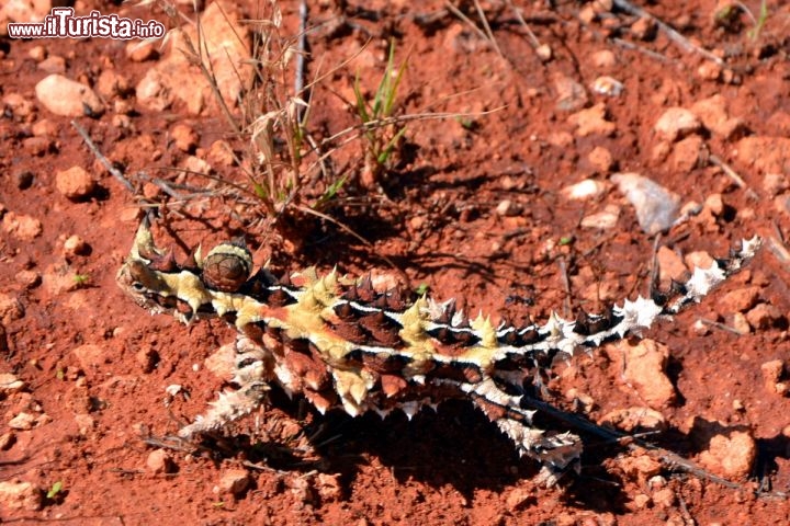 Immagine Uno Diavolo Spinoso (Thorny Devil) nei dintorni di Uluru (Ayers Rock) in Australia - Notare la grande capacità mimetica di questo buffo rettile, che sembra provenire direttamente dall'era secondaria, una specie di dinosauro in miniatura a passeggio nell'outback australiano!