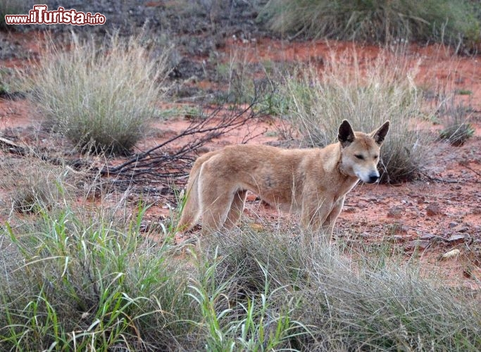 Immagine Dingo australiano al Kings Canyon in Australia - Presso il Watarrka National Park è facile incontrare animali selvatici. Uno degli incontri più affascinanti è quello con il lupo australiano, il Dingo. Pochi sanno che la sua presenza in Australia è abbastanza recente. Arrivò in questo continente circa 3500 anni fa, forse portato delle popolazioni del sud-est asiatico. I Dingo si nutrono di piccole prede, e sono animali solitari. Le aggressioni nei confronti dell'uomo sono comunque rare