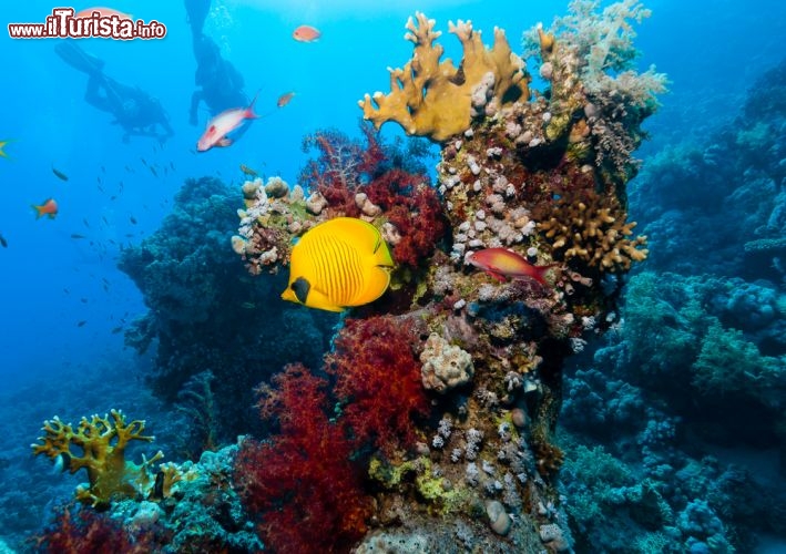 Immagine Immersioni nel Mar Rosso, Diving red sea a Ras Mohammed nel Sinai (Egitto) - © Richard Whitcombe / Shutterstock.com