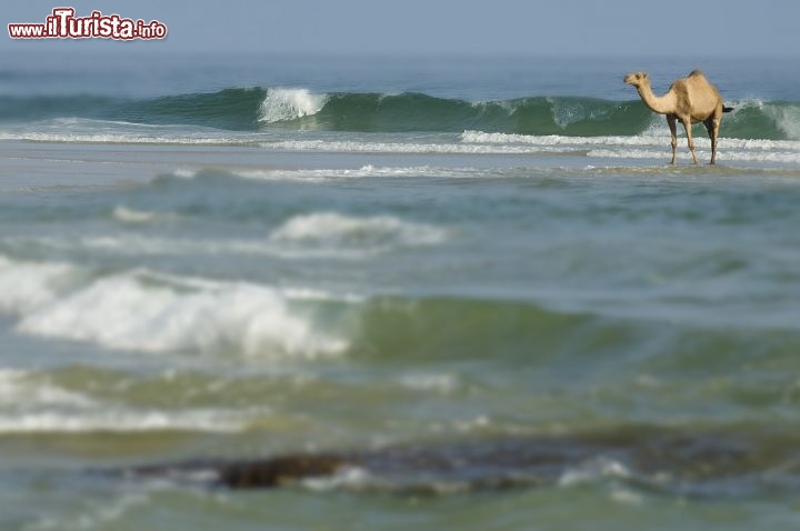 Immagine Un dromedario su di una spiaggia del governatorato di Dhofar, Oman meridionale - Copyright Ufficio del Turismo del Sultanato dell'Oman