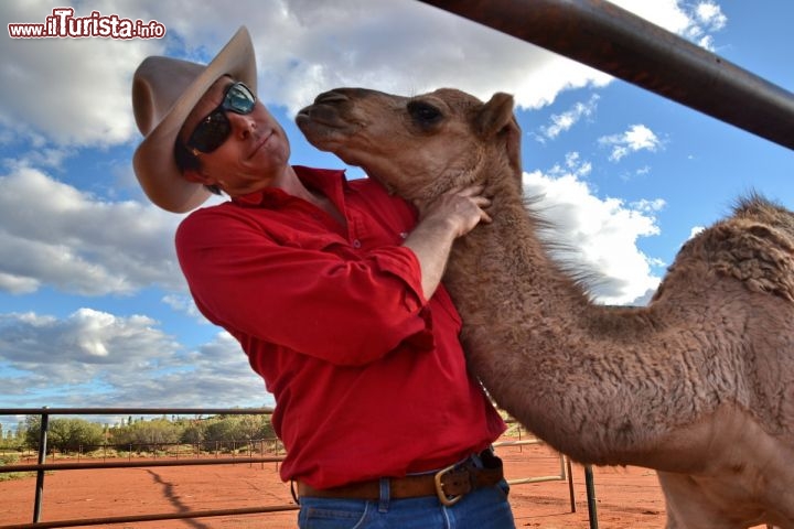 Immagine Camel Tour Uluru, Australia - un Dromedario ad Ayers Rock  viene preparato dall'addestratore alla partenza dello spettacolare giro al tramonto (Camel to Sunset) nel bush intorno alla montagna sacra