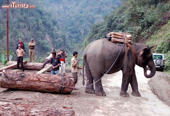 Immagine Elefante Arunachal Pradesh - Foto di Giulio Badini