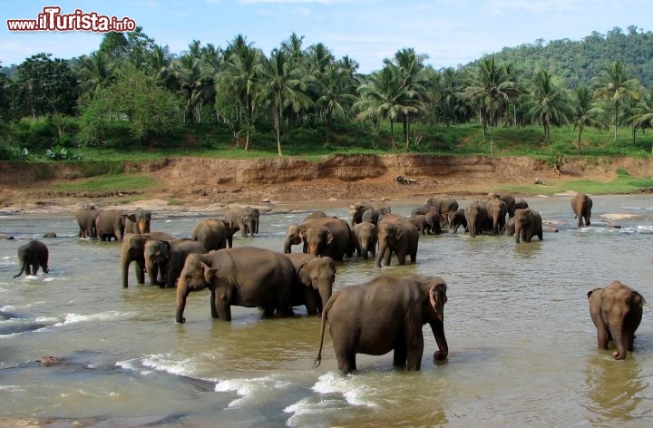 Immagine Elefanti di Pinnawala in Sri Lanka - Foto di Giulio Badini
