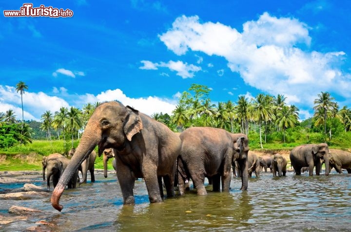 Immagine Elefanti sul fiume ad est di Colombo, Sri Lanka.