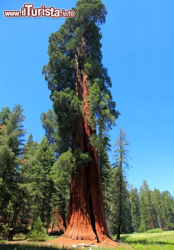 Immagine Un enorme esemplare di redwood: ci troviamo all'interno del Parco Nazionale Sequoia - Kings Canyon della California, USA - © a. v. ley / Shutterstock.com