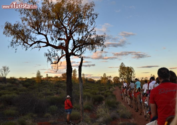 Immagine Escursione in dromedario a Ayers Rock (Uluru) nel centro dell'Australia - Una delle offerte turistiche più famose del Red Centre è il cosiddetto "Camel Tour", cioè una escursione sui dromedari nei pressi di Ayers Rock. Non è strano incontrare questi animali nel deserto australiano: esiste una popolazione di dromedari selvatici, che furono introdotti alla fine dell'800 per poter meglio affrontare l'ambiente desertico, ma che poi si sono adattati e riprodotti in autonomia e continuano a vivere liberi nell'outback.