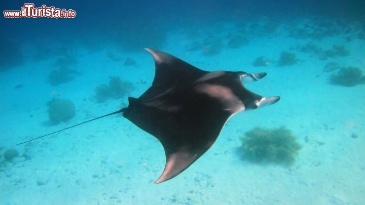 Immagine Escursione in cerca di mante a Bonaire - © Isabelle Kuehn / Shutterstock.com