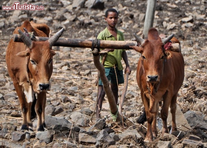 Immagine Etiopia: bambino ara un campo vicino a Gondar