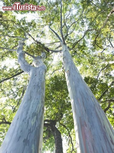 Immagine Eucalipti giganti, in una foresta della Tasmania (Australia). Su questa isola si trovano alcuni degli alberi più alti del mondo - © thaikrit / Shutterstock.com