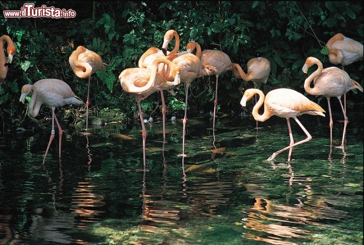 Immagine Fenicoteri si nutrono in una laguna costiera della regione di Barahona, nel Sud ovest della Repubblica Dominicana - © Dominican Repubblic Ministry of Tourism
