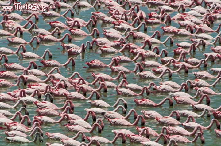 Immagine Fenicotteri sul lago Natron in Tanzania (Africa) - © Irena Kofman / Shutterstock.com