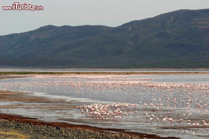 Immagine Fenicotteri sul Lake Bogoria della Rift Valley  in Kenya - © urosr / Shutterstock.com