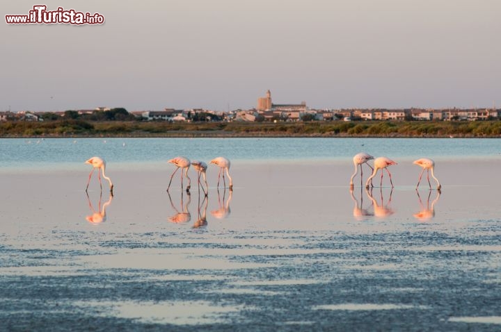 Immagine Fenicotteri nella magia della Camargue: siamo a Saintes Maries de la Mer una bella cittadina del sud della Francia - © HUANG Zheng / Shutterstock.com