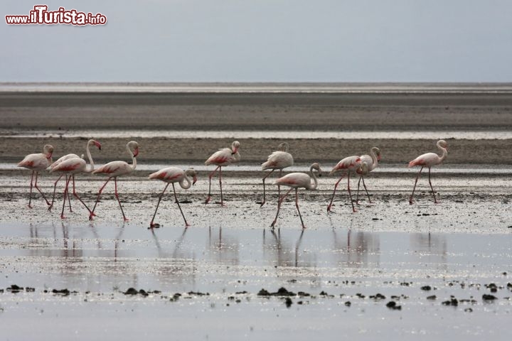 Immagine Fenicotteri della Tanzania: ci troviamo nella zona del Natron lake, uno dei laghi alcalini dell' Africa - © Pierre-Jean Durieu / Shutterstock.com