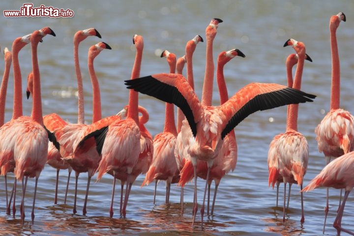 Immagine Fenicotteri a Bonaire, nelle Antille Olandesi - © John A. Anderson / Shutterstock.com