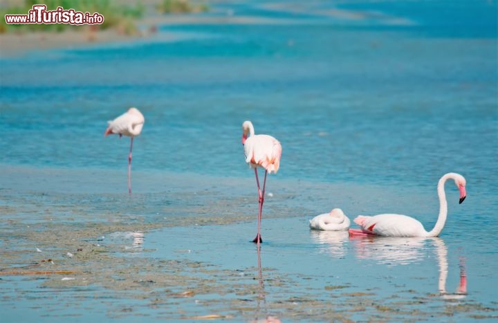 Immagine Fenicotteri nello Stagno di Molentargius, l'area umida adiacente alla città di Cagliari - © Gabriele Maltinti / shutterstock.com