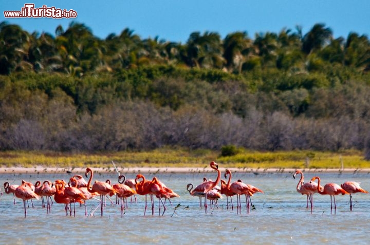 Immagine Fenicotteri nella Laguna de Oviedo a Barahona, Repubblica Dominicana - © Dominican Repubblic Ministry of Tourism