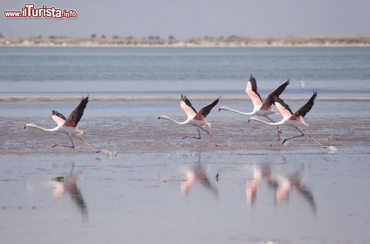 Immagine Fenicotteri in volo vicino a Izimr, la Smirne della Turchia  - © muratart / Shutterstock.com