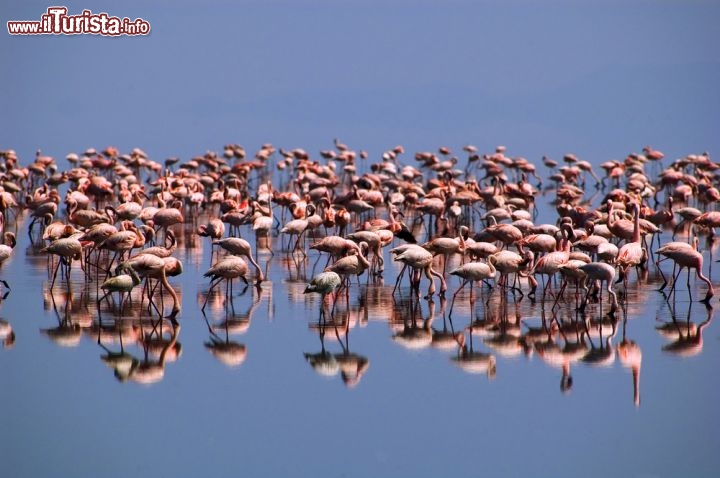 Immagine Fenicotteri minori sulle acque del Lago Natron in Tanzania. E' praticamente l'unico luogo di riproduzione per questa particolare specie di feicotteri (flamingo), più piccoli rispetto alle altre specie simili - © Sebastien Burel / Shutterstock.com