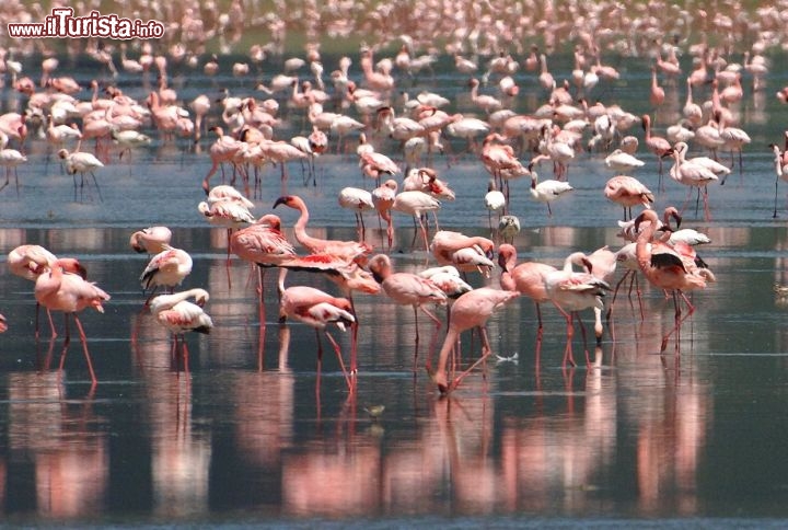 Immagine Fenicotteri ngorongoro cratere Tanzania