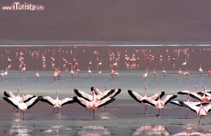 Immagine Fenicotteri rosa Bolivia pronti al decollo -  Foto di Giulio Badini i Viaggi di Maurizio Levi 