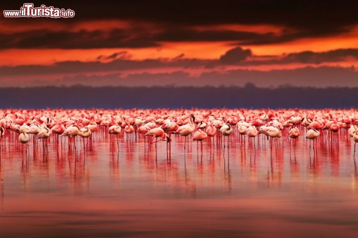 Immagine Fenicotteri al tramonto sul Lake Nakuru, Kenya: questo lago alcalino è parco nazionale ed un luogo magico per ammirare i fenicotteri rosa. Il loro colore dipende da un particola re crostaceo, il loro cibo principale. Ci troviamo nella sezione keyota della Rift Valley, in Africa - © Anna Omelchenko / Shutterstock.com