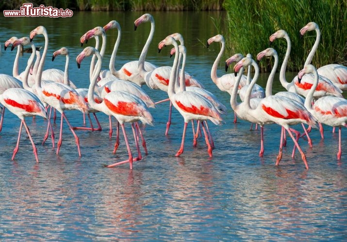 Immagine Fenicotti nel parco regionale della Camargue in Francia - © Ferenc Cegledi / Shutterstock.com