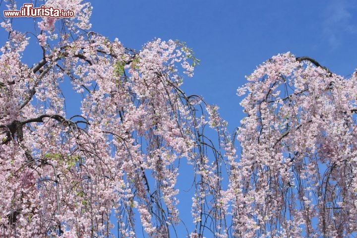 Immagine Festa dei ciliegi a hirosaki, in primavera durante la fioritura di questi alberi, molto amati in tutto il Giappone - © yankane / Shutterstock.com